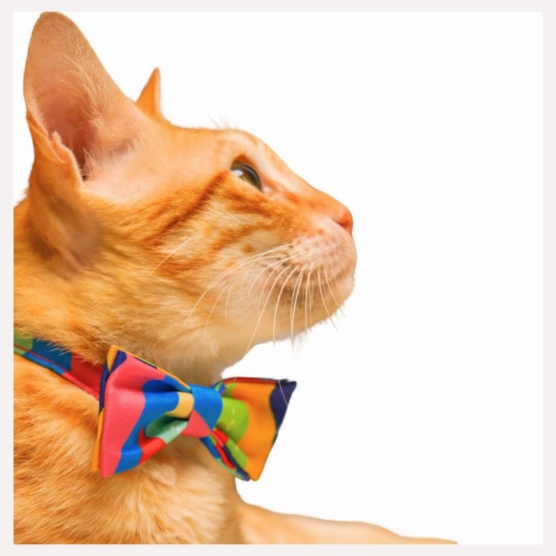 A a Pets' 2in1 Bow Collar for Cats and Puppy