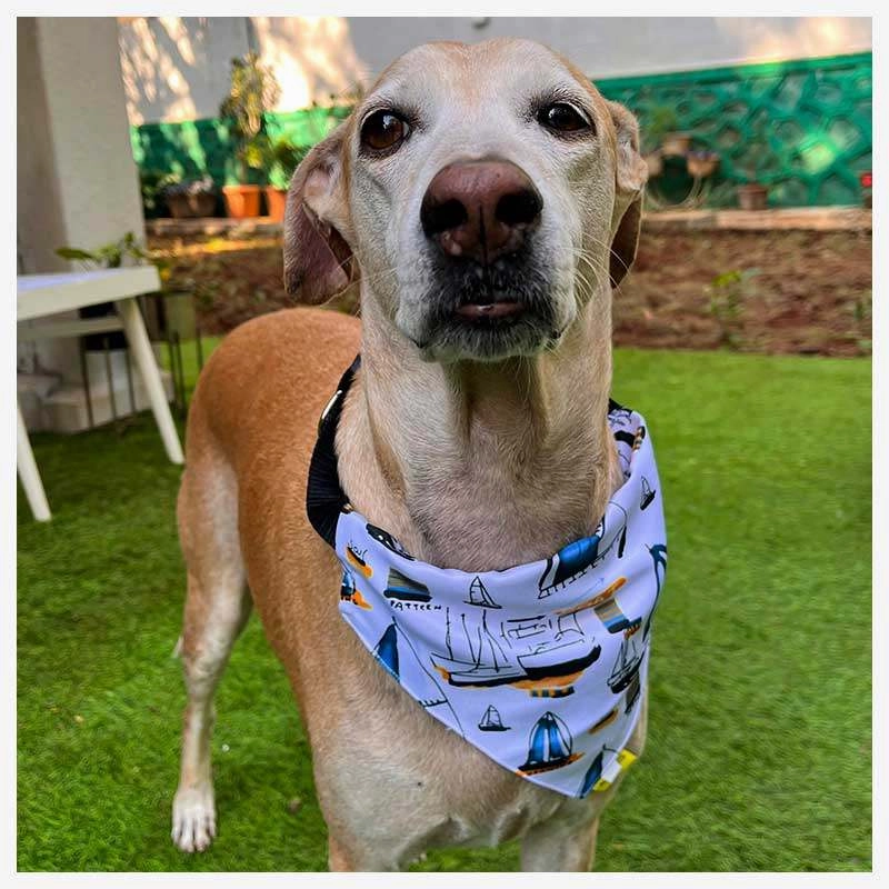 A a Pets' 2in1 Scarf Collar Bandana for Dogs & Cats - Boat Collection