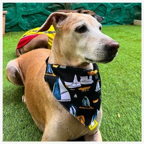 A a Pets' 2in1 Scarf Collar Bandana for Dogs & Cats - Boat Collection