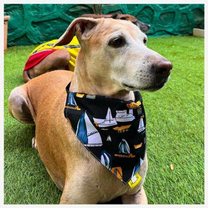 A a Pets' 2in1 Scarf Collar Bandana for Dogs & Cats - Boat Collection