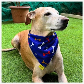 A a Pets' 2in1 Scarf Collar Bandana for Dogs & Cats - Bones Collection