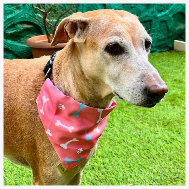 A a Pets' 2in1 Scarf Collar Bandana for Dogs & Cats - Bones Collection