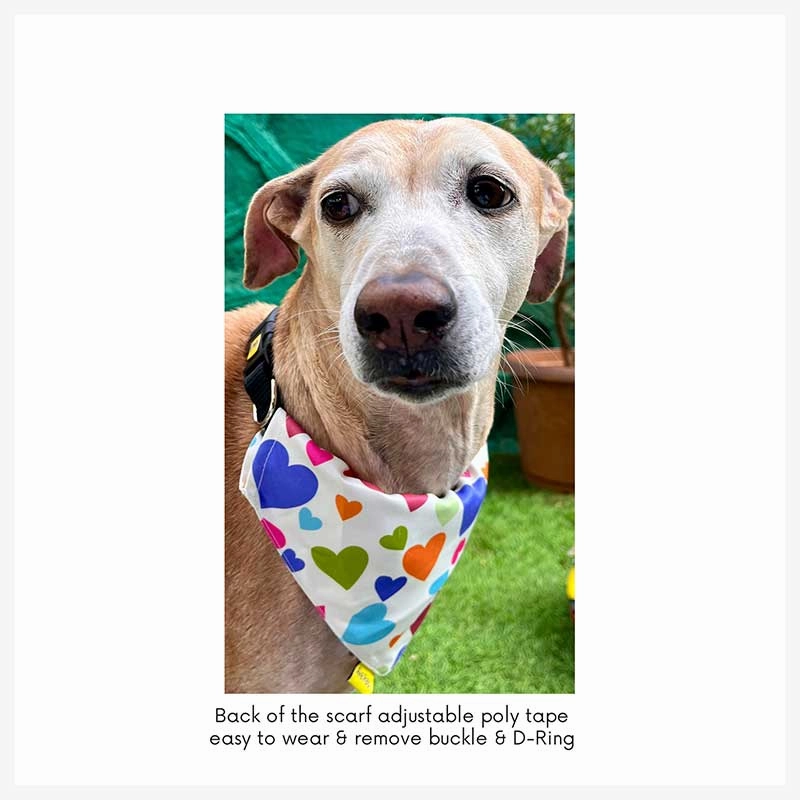 A a Pets' 2in1 Scarf Collar Bandana for Dogs & Cats - Bones Collection