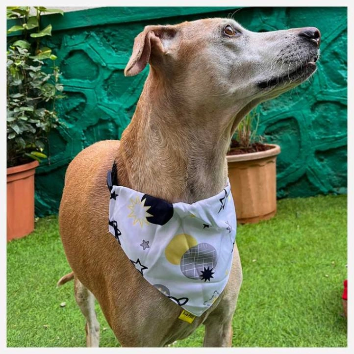 A a Pets' 2in1 Scarf Collar Bandana for Dogs & Cats - Cute Collection