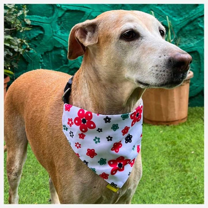 A a Pets' 2in1 Scarf Collar Bandana for Dogs & Cats - Cute Collection