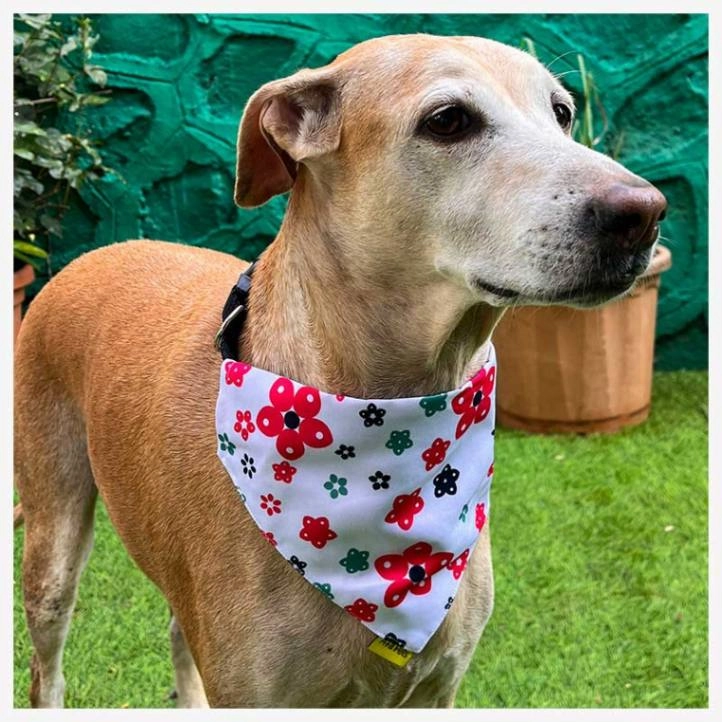 A a Pets' 2in1 Scarf Collar Bandana for Dogs & Cats - Cute Collection