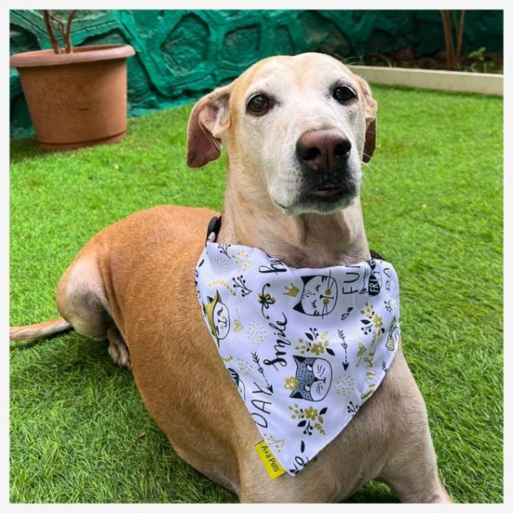 A a Pets' 2in1 Scarf Collar Bandana for Dogs & Cats - Cute Collection