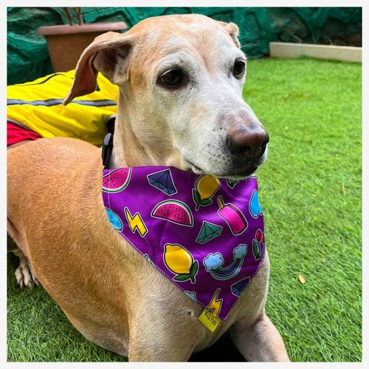 A a Pets' 2in1 Scarf Collar Bandana for Dogs & Cats - Fruit Collection