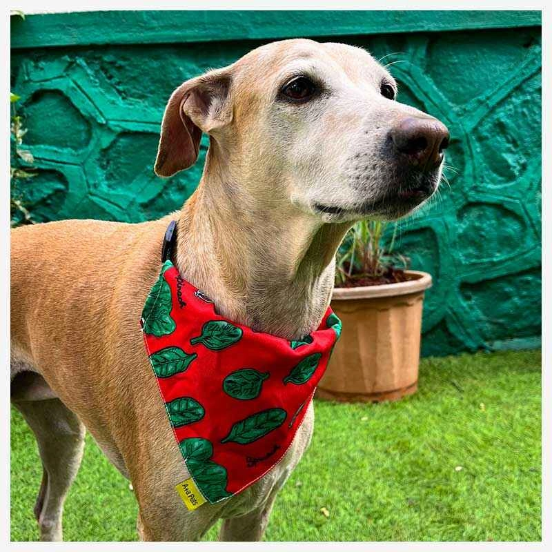 A a Pets' 2in1 Scarf Collar Bandana for Dogs & Cats - Fruit Collection