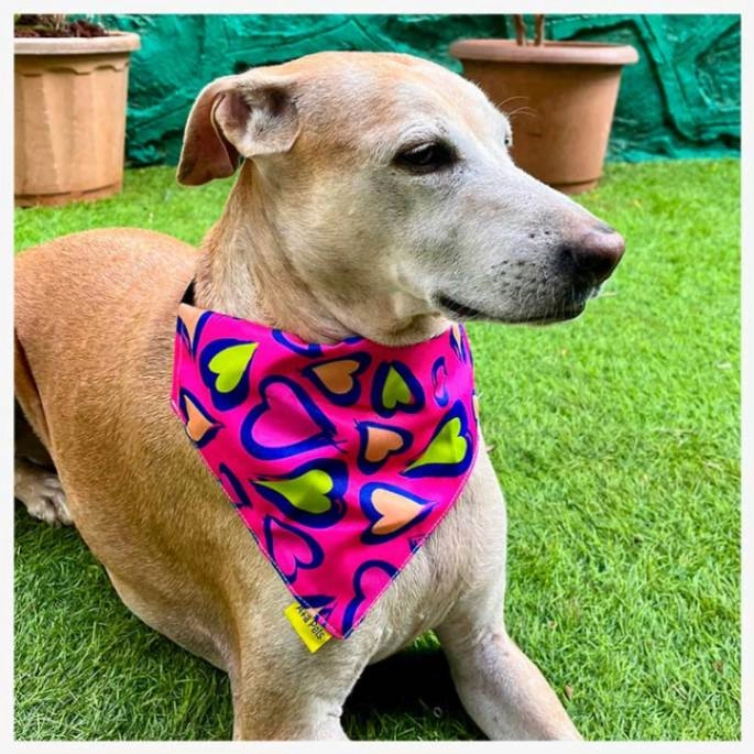 A a Pets' 2in1 Scarf Collar Bandana for Dogs & Cats - Heart Collection