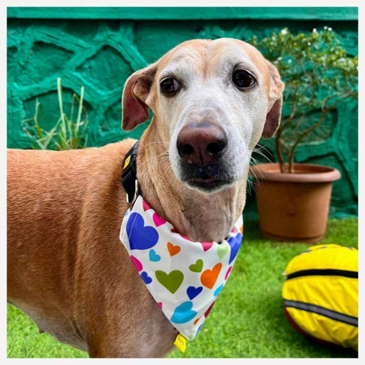 A a Pets' 2in1 Scarf Collar Bandana for Dogs & Cats - Heart Collection