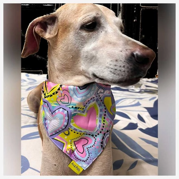 A a Pets' 2in1 Scarf Collar Bandana for Dogs & Cats - Heart Collection