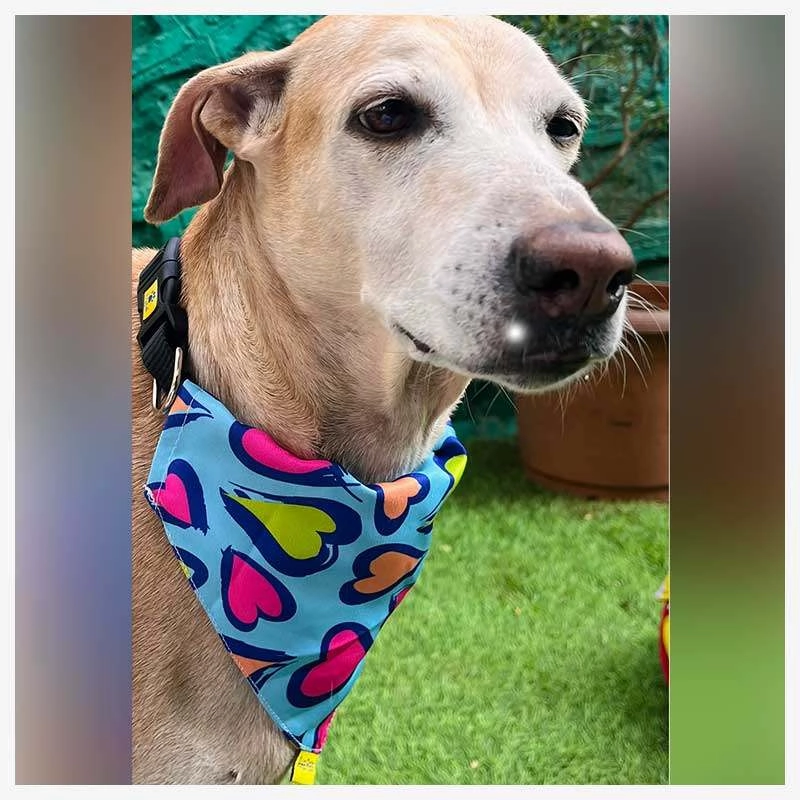 A a Pets' 2in1 Scarf Collar Bandana for Dogs & Cats - Heart Collection