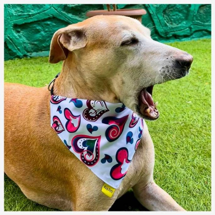 A a Pets' 2in1 Scarf Collar Bandana for Dogs & Cats - Heart Collection