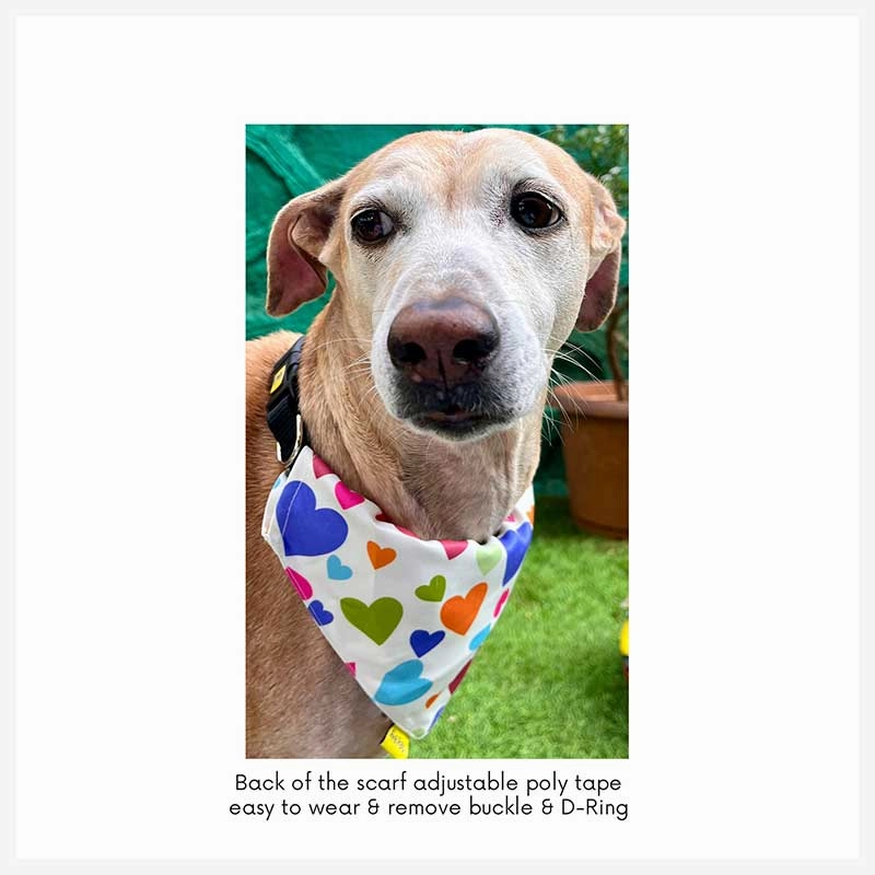 A a Pets' 2in1 Scarf Collar Bandana for Dogs & Cats - Teddy Collection