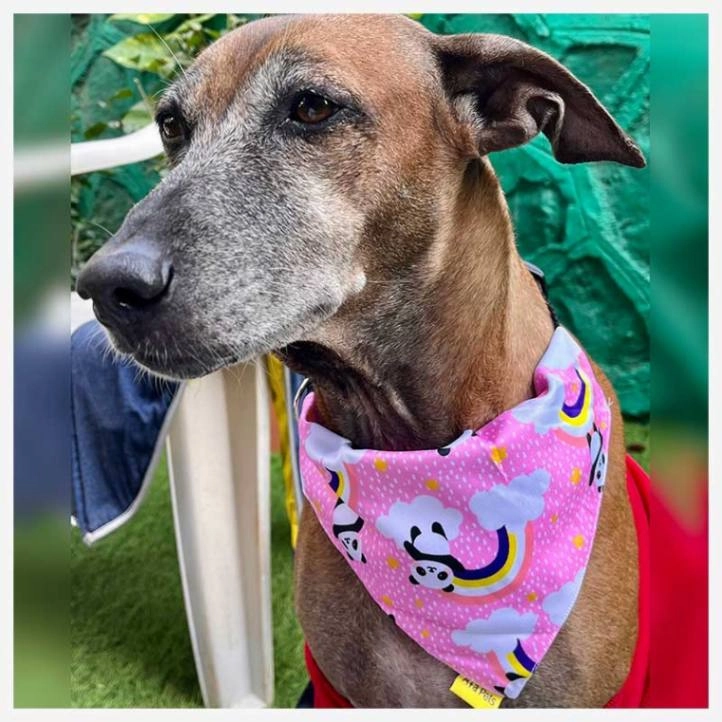 A a Pets' 2in1 Scarf Collar Bandana for Dogs & Cats - Teddy Collection