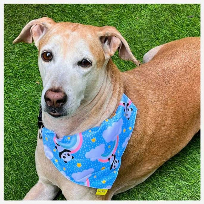A a Pets' 2in1 Scarf Collar Bandana for Dogs & Cats - Teddy Collection