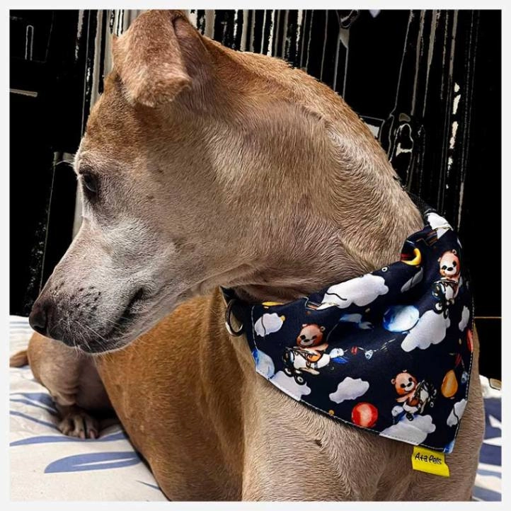 A a Pets' 2in1 Scarf Collar Bandana for Dogs & Cats - Teddy Collection