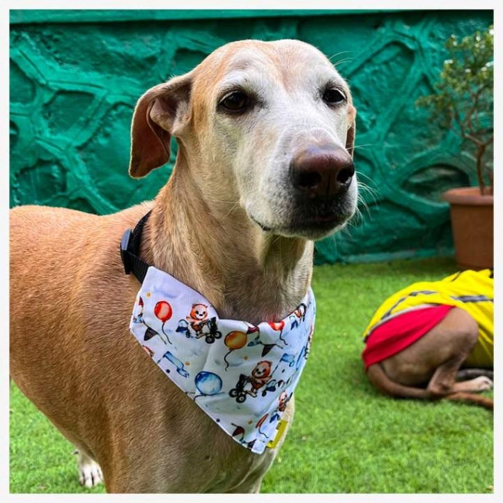 A a Pets' 2in1 Scarf Collar Bandana for Dogs & Cats - Teddy Collection