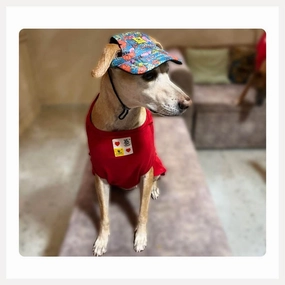 A a Pets' Baseball Cap for Dogs & Cats