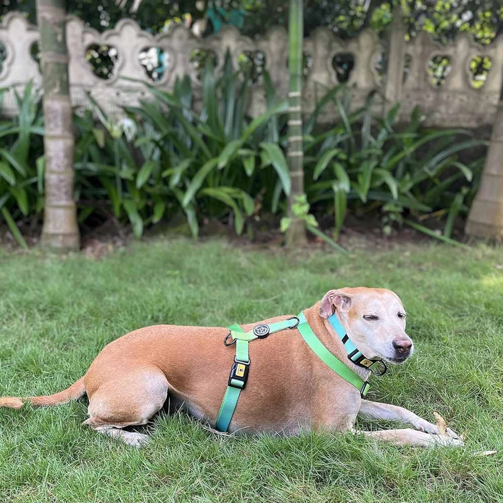 A a Pets' Collar for Dogs & Cats Gradient Design