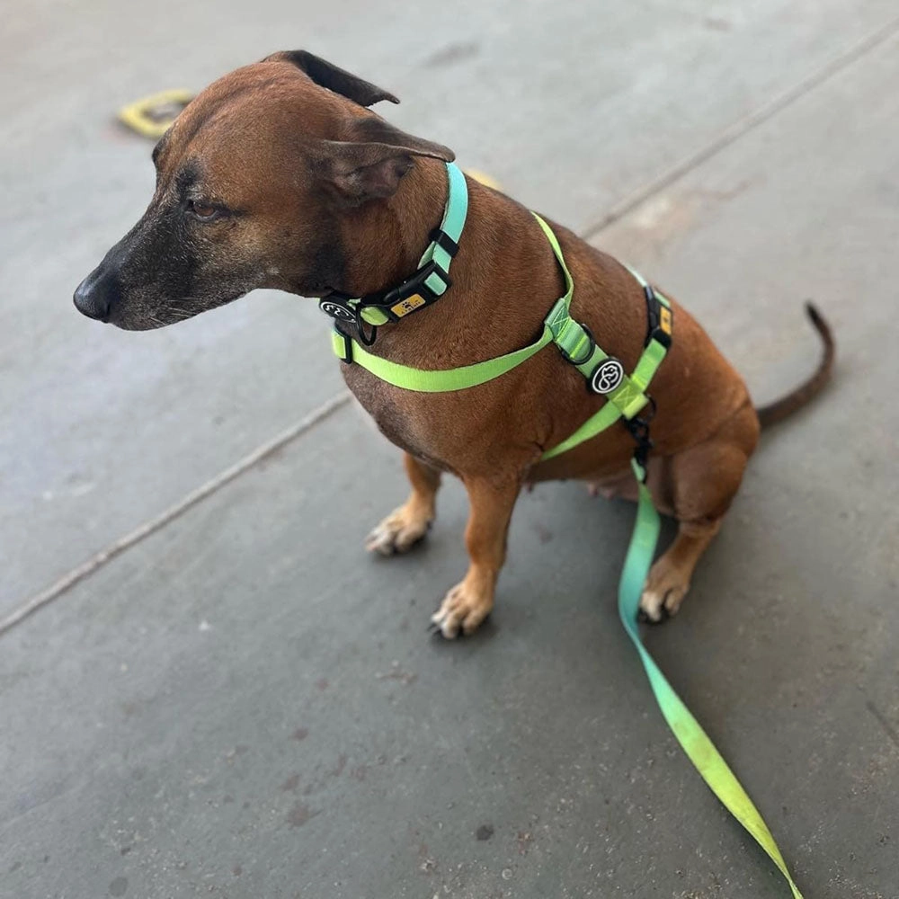 A a Pets' Collar for Dogs & Cats Gradient Design