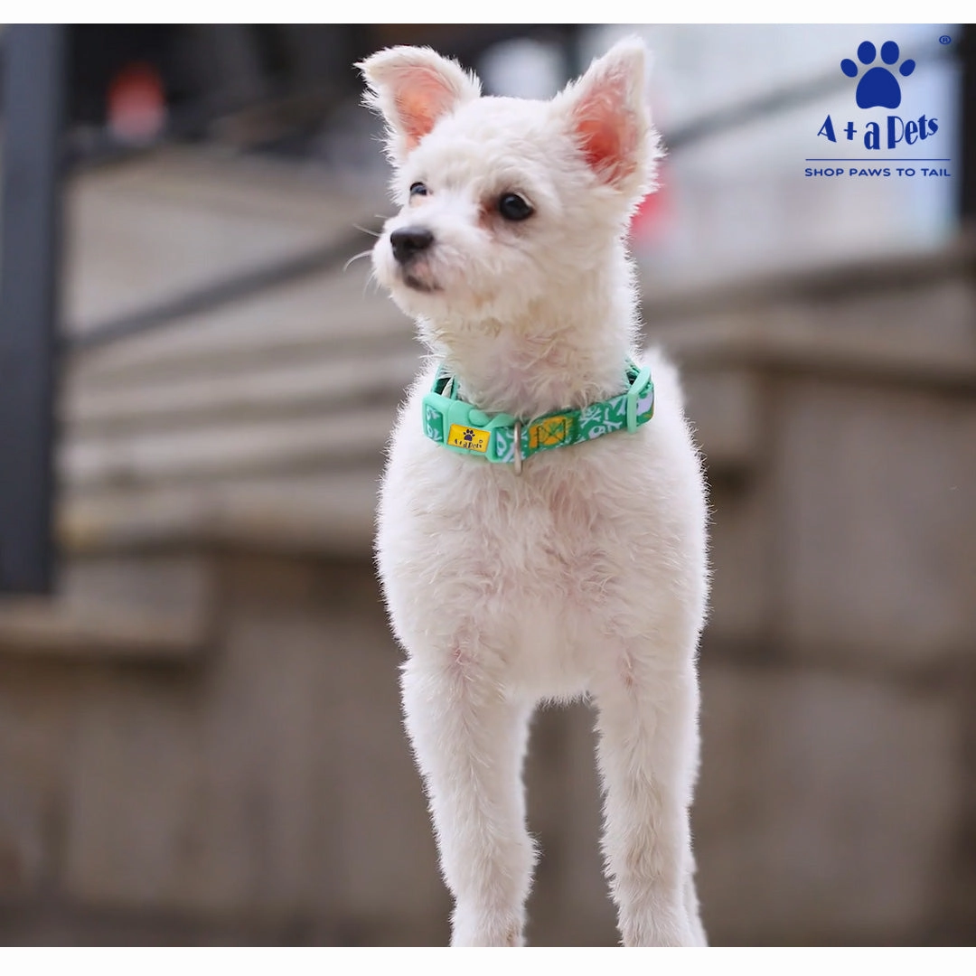 A a Pets' Collar for Dogs & Cats Pirate Design