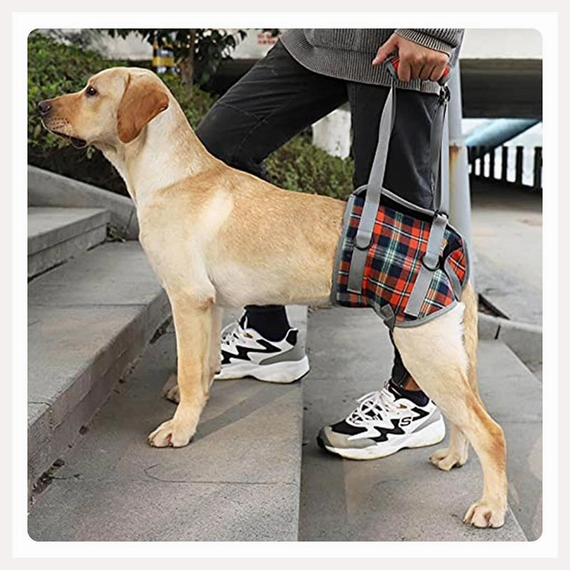A a Pets' Dog Lift Support Harness for Hind / Back Legs