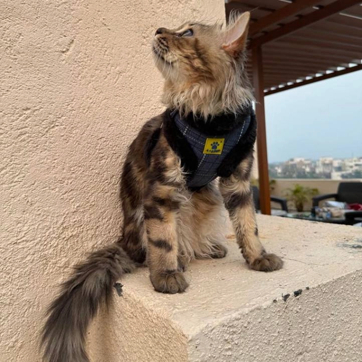 A a Pets' Fur Harness & Leash Set for Cats & Small Dogs