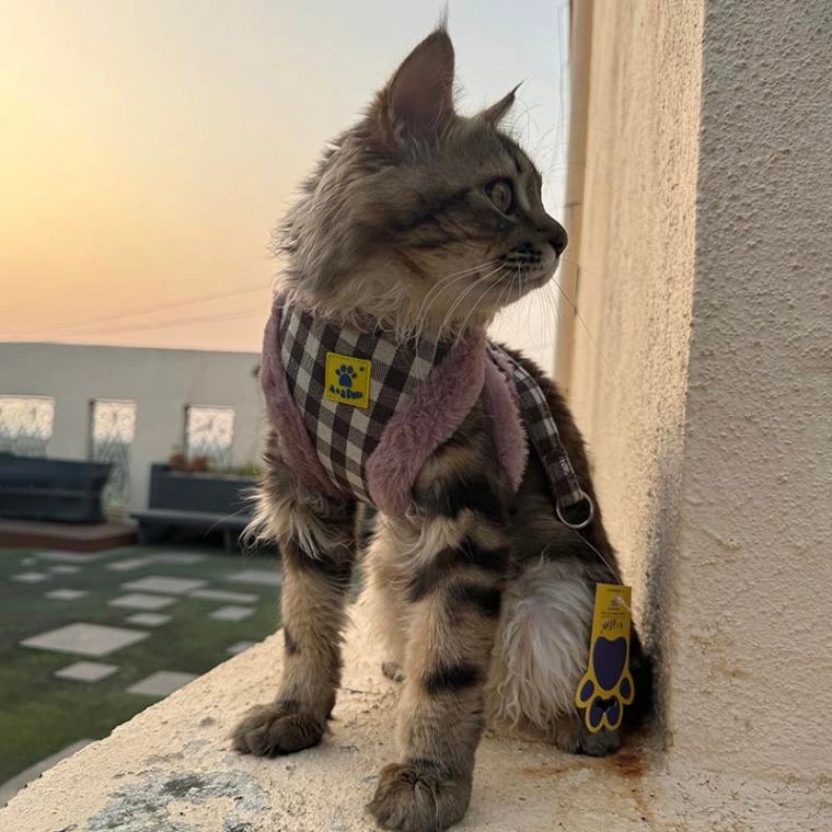 A a Pets' Fur Harness & Leash Set for Cats & Small Dogs