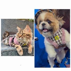 A a Pets' Fur Harness & Leash Set for Cats & Small Dogs