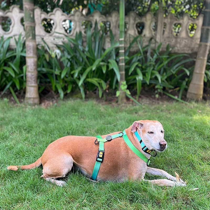 A a Pets' H Harness for Dogs & Cats Gradient Design