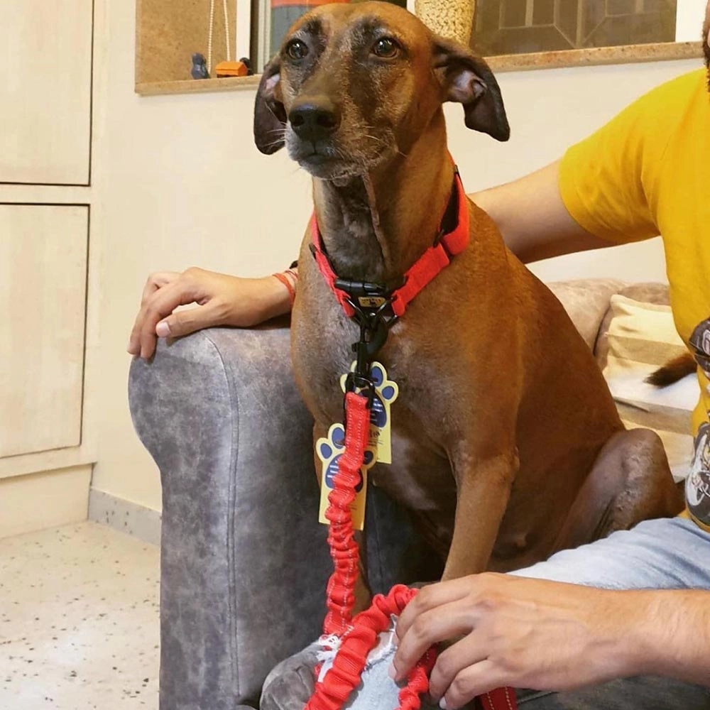 A a Pets' Heavy Duty Bungee Leash