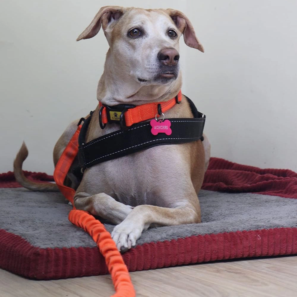 A a Pets' Heavy Duty Collar for Lorge Dogs
