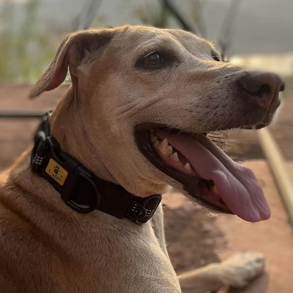 A a Pets' Heavy Duty Collar for Lorge Dogs