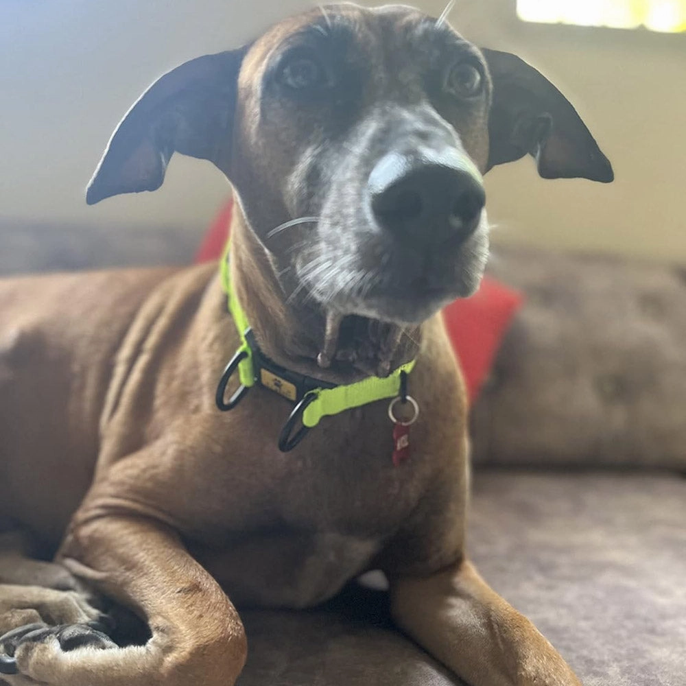A a Pets' Heavy Duty Collar for Lorge Dogs