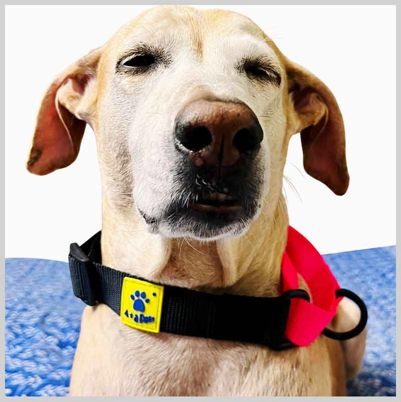 A a Pets?? Martingale Collar for Dogs - Black Collection