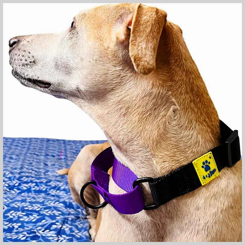 A a Pets?? Martingale Collar for Dogs - Black Collection