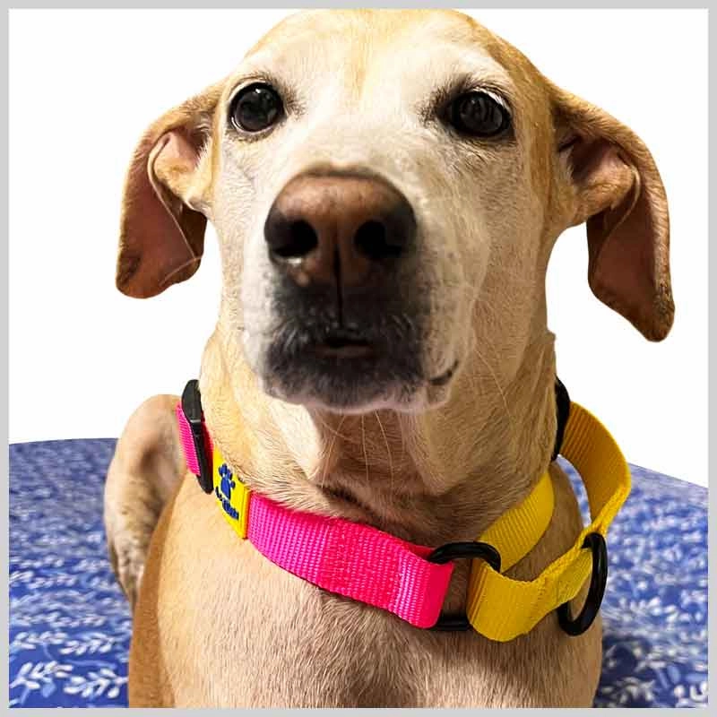A a Pets?? Martingale Collar for Dogs - Pink Collection