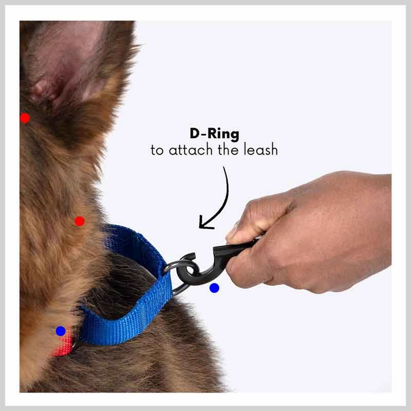 A a Pets?? Martingale Collar for Dogs - Purple Cotton Collection