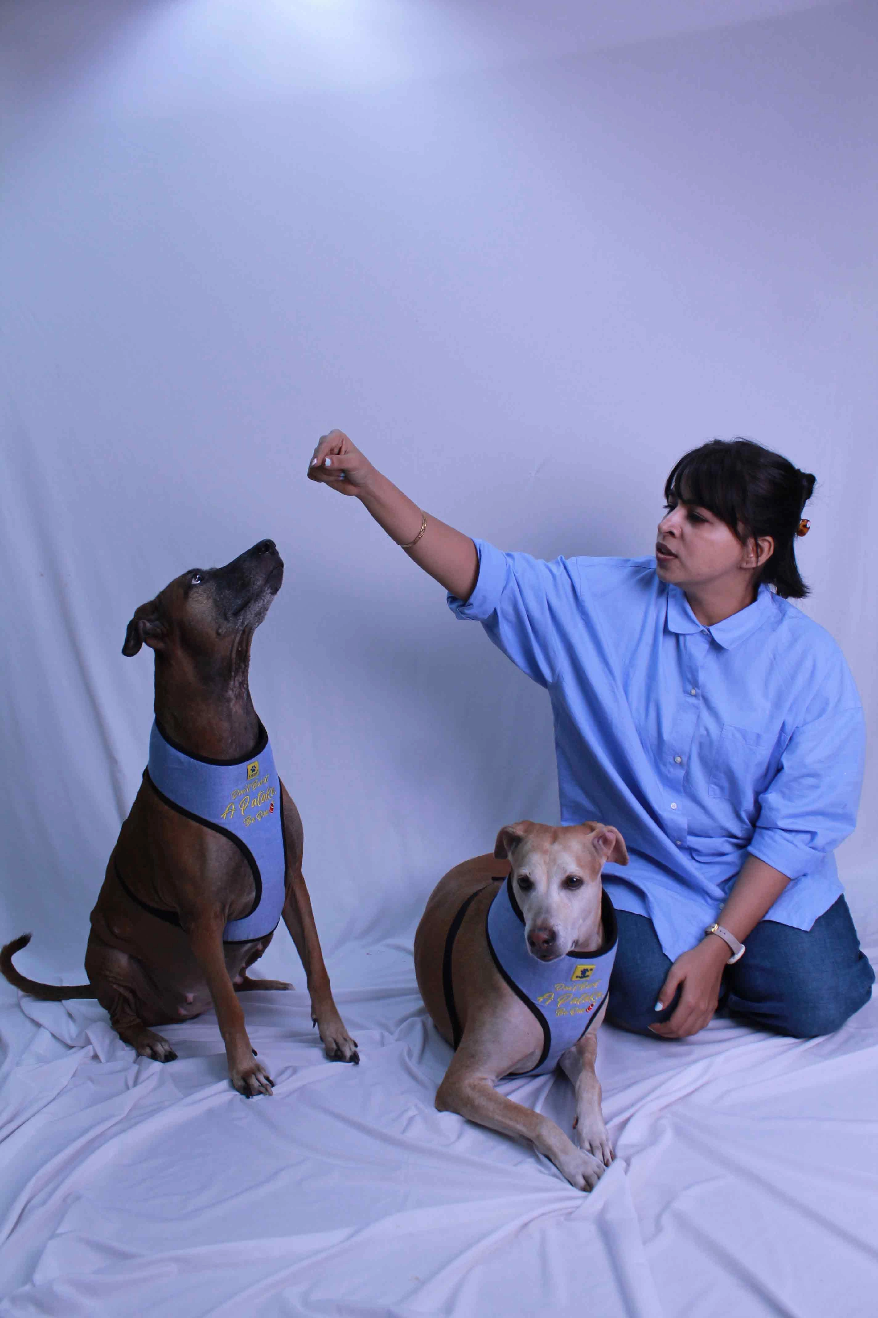 A a Pets' Pataka' Harness and Leash Set for Dogs & Cats