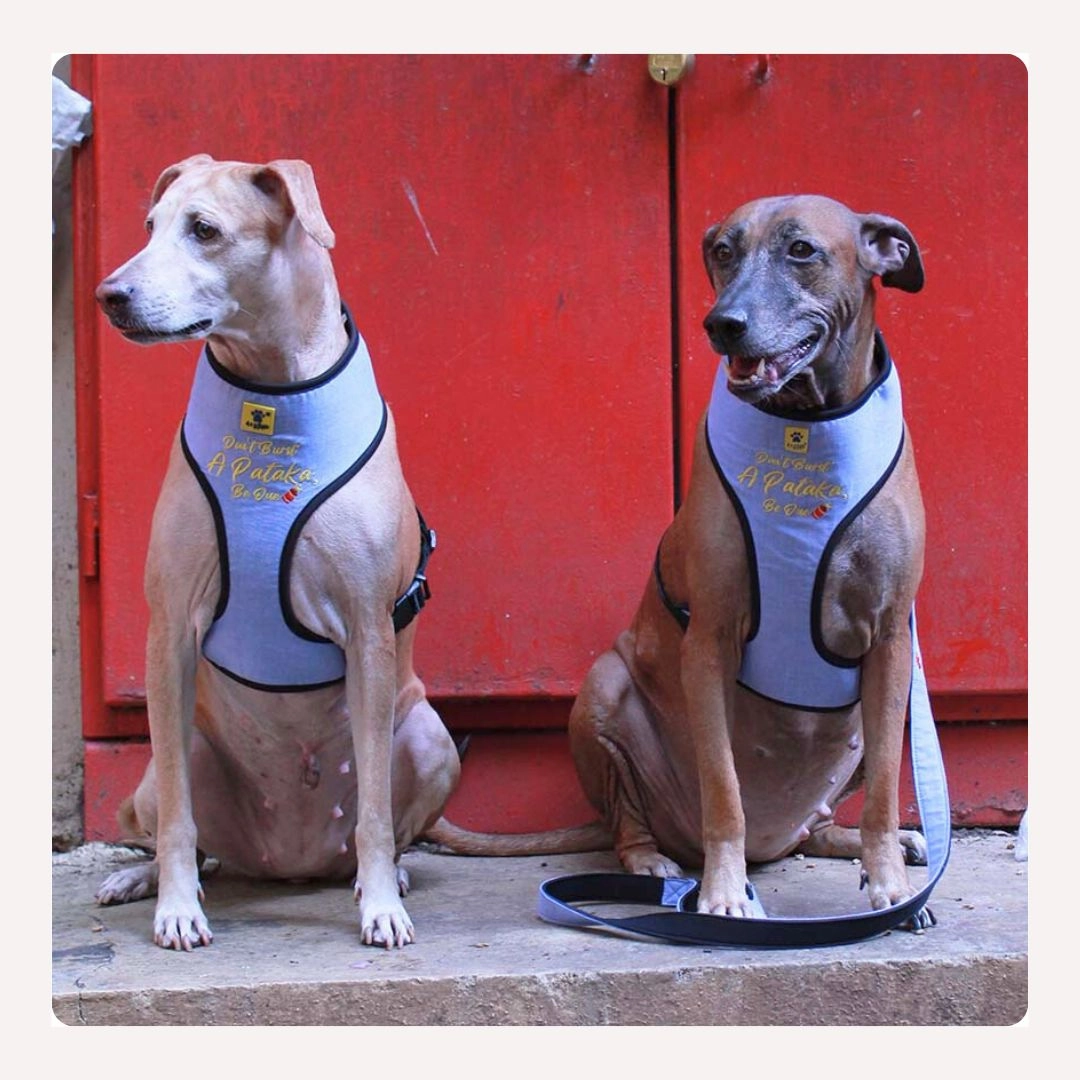 A a Pets' Pataka' Harness and Leash Set for Dogs & Cats