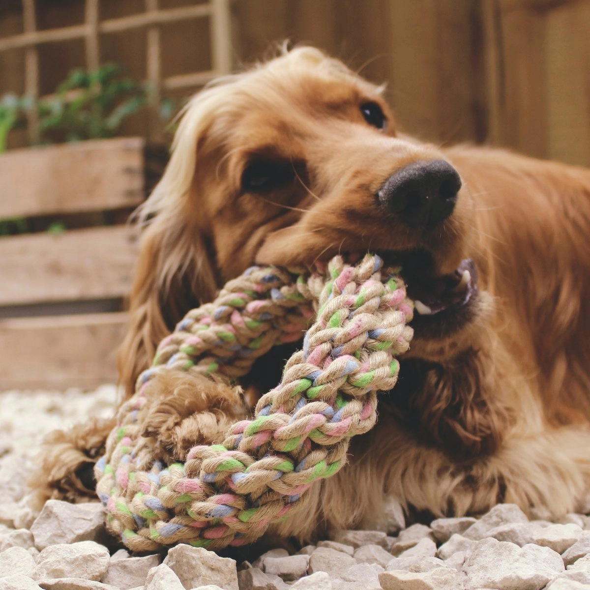 Beco Hemp Rope Dog Toys