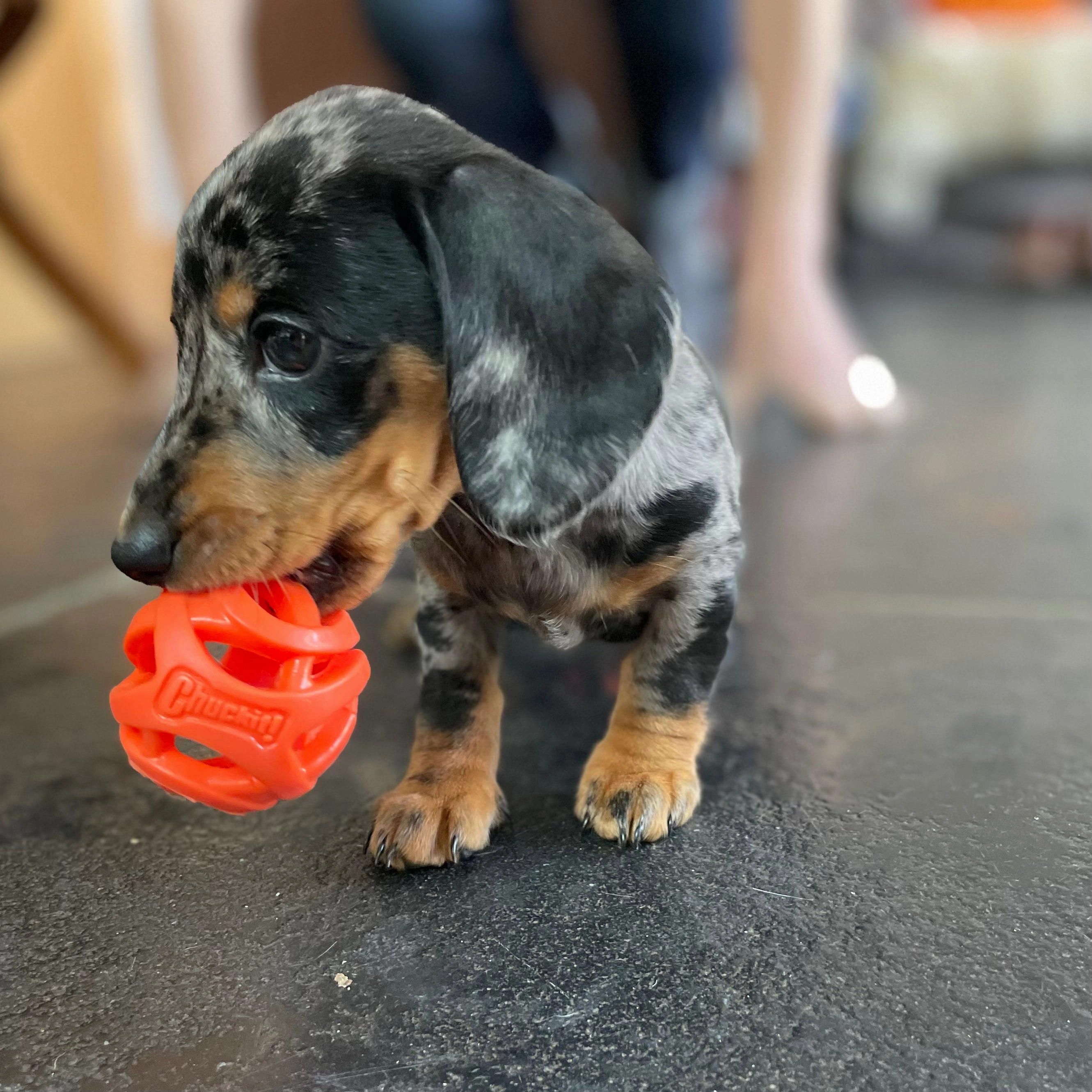 Chuckit Air Fetch Ball