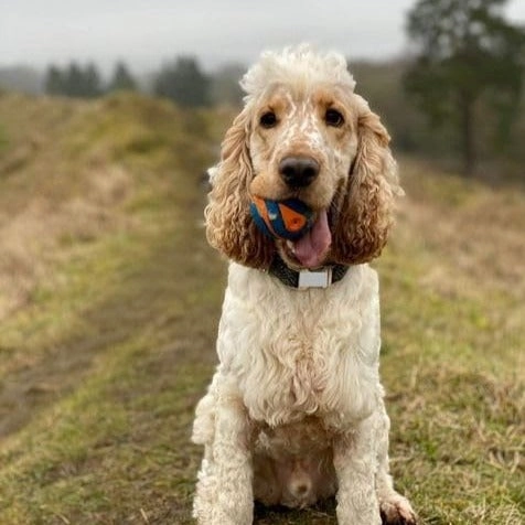 ChuckIt Ultra Squeaker Ball