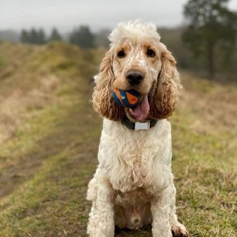 ChuckIt Ultra Squeaker Ball