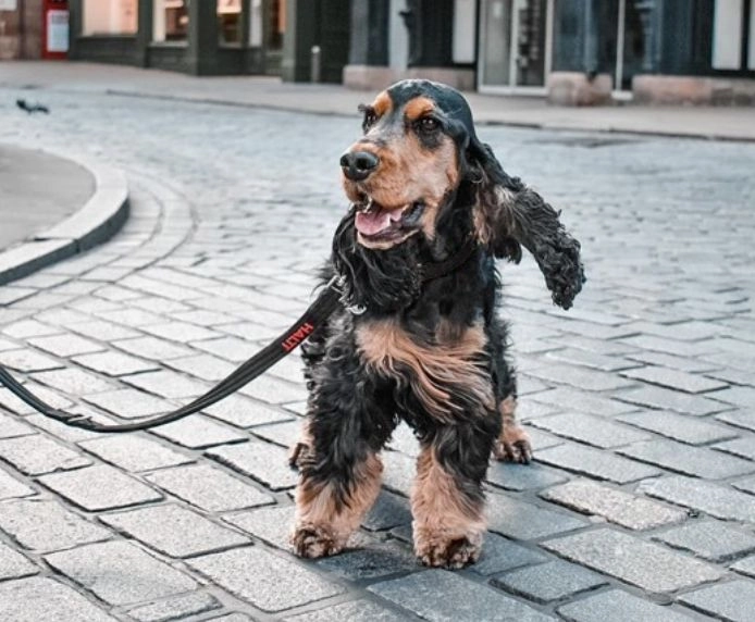 COA Halti Training Dog Lead