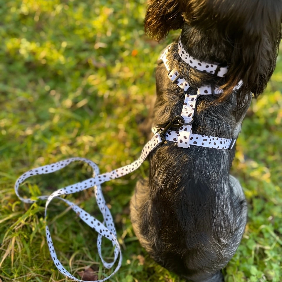 Doghouse Everyday Comfort Dog Lead in Dalmatian Spot