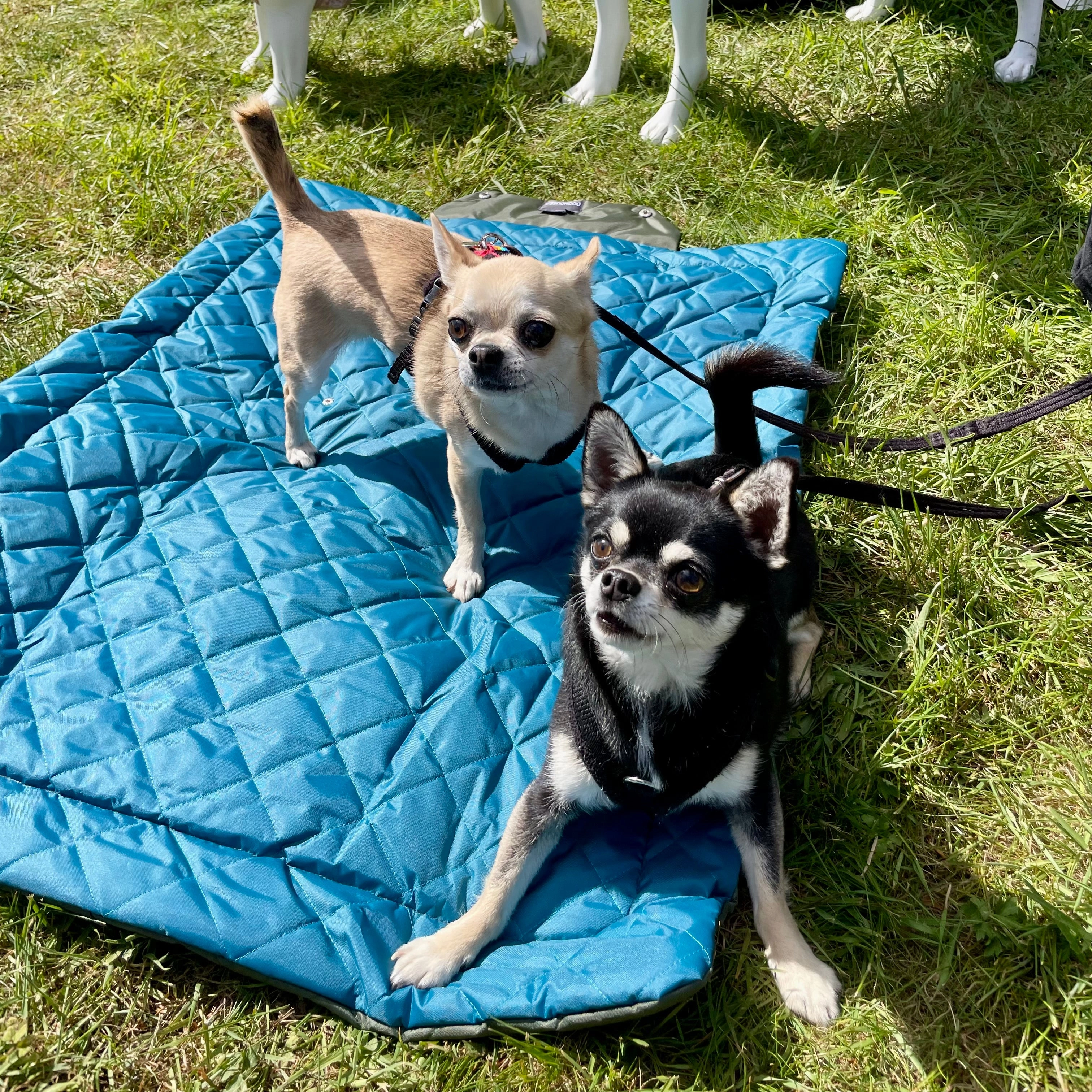 Doghouse Waterproof Pet Settle Mat