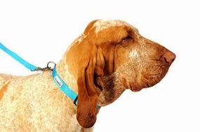 Doodlebone Originals Dog Lead